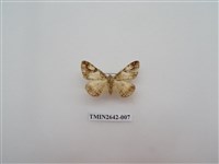 藏品(尺蛾170)的圖片